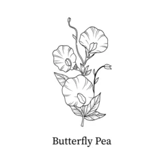 Butterfly Pea line art hand-drawn vector illustration © Svetlana