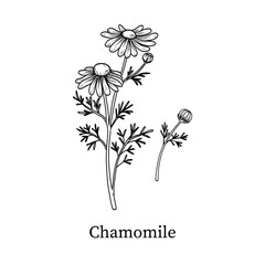 Chamomile line art hand-drawn vector illustration