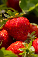 Fresh ripe red strawberries picked from garden plant