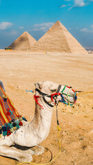A camel and the pyramid of egypt on cloudy day and blue sky