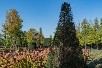 Landscaped park with topiary yew bushes (Tysus baccata). In foreground is trimmed yew bush with a unique, rounded crown. Krasnodar or Galitsky City Park.