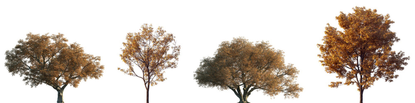 Set of autumn Quercus suber and Quercus serrata (commonly known as the jolcham oak) trees isolated png on a transparent background perfectly cutout