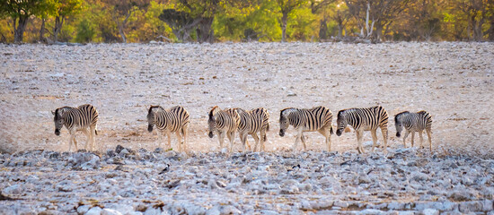Small group of zebras on their way to the waterhole. Taken in Etosha National Park.