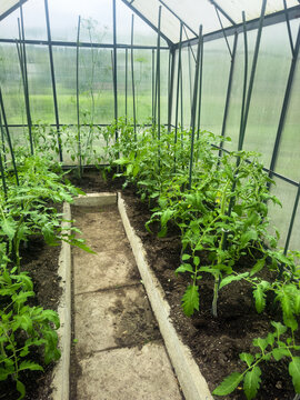Interior view of a well-maintained garden greenhouse. Healthy green tomato bushes growing in soil beds with support stakes and a stone path. Concept of sustainable living and homegrown produce