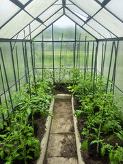 Interior view of a well-maintained garden greenhouse. Healthy green tomato bushes growing in soil beds with support stakes and a stone path. Concept of sustainable living and homegrown produce
