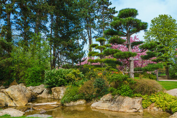 Beautiful zen garden featuring traditional Japanese landscaping. Carefully shaped pine trees, ornamental rocks by a small water pond, and blooming pink bushes