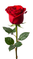 red rose isolated on transparent background