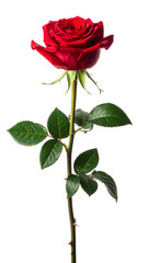 red rose isolated on transparent background