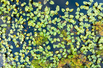 Lake in wetland forest in Florida. Tropical nature in southern climate