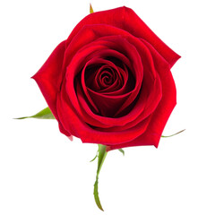 red rose isolated on transparent background