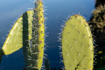 figueira da &Iacute;ndia