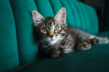 Close-up of a fluffy striped kitten relaxing on a stylish green couch. The kitten has expressive golden eyes and long whiskers, looking directly at the camera