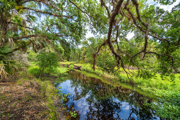 Subtropical jungles wild vegetation with wetland river and green palm trees in southern Florida, USA. Dense rainforest ecosystem