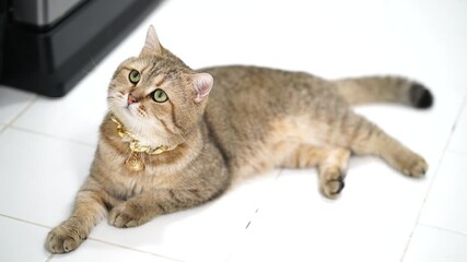 Relaxed domestic feline with soft fur and golden collar lies gracefully on white tiled floor, showcasing its cute demeanor and captivating presence in serene environment
