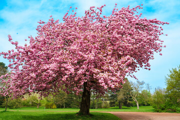 Stunning wide shot of a large cherry tree covered in vibrant pink blossoms. Located in a lush green public park with walking paths