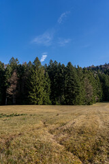 Obraz premium raised bog with lush grass in a clearing of confiere trees in rural alpine area in late autumn with blue sky