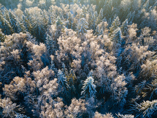 Aerial View of Snow Covered Winter Forest in Morning Sunlight