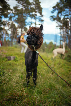 Alpaka Wanderung