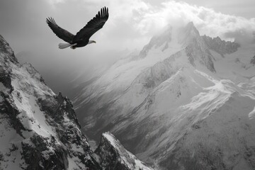 Fototapeta premium A majestic eagle soars over a snow-capped mountain range, a dramatic grayscale landscape