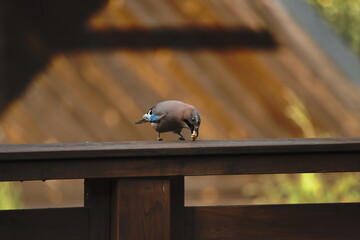 Eurasian Jay  (Garrulus glandarius)