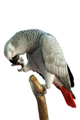 Obraz premium “Colorful Birds of the World Illustration Featuring Flying and Perched Birds, Tropical and Wild Bird Species in Nature, Perfect for Wall Art, T-Shirt Design, Posters, Stickers, and Stock Photography”