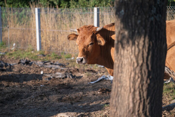 cows standing and feeding in a rural farm corral, surrounded by hay and soft afternoon light. Natural countryside livestock scene.