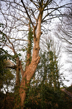 The tall Tree