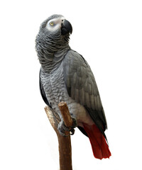 Naklejka premium “Colorful Birds of the World Illustration Featuring Flying and Perched Birds, Tropical and Wild Bird Species in Nature, Perfect for Wall Art, T-Shirt Design, Posters, Stickers, and Stock Photography”