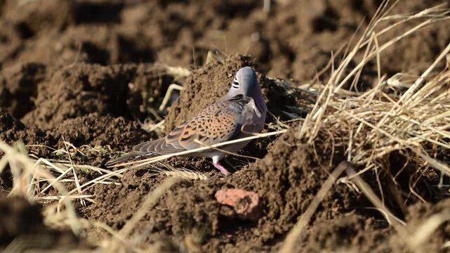 Turtle Dove, European Turtle Dove Streptopelia turtur. Slow motion. Close up.