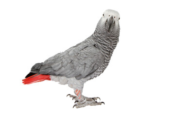 Naklejka premium “Colorful Birds of the World Illustration Featuring Flying and Perched Birds, Tropical and Wild Bird Species in Nature, Perfect for Wall Art, T-Shirt Design, Posters, Stickers, and Stock Photography”