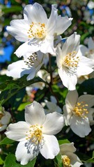 Blossoming white flowers