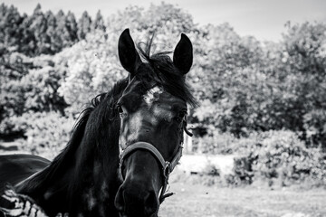 Close-up portrait of a brown horse outdoors, with natural light and countryside background. Detailed equine expression