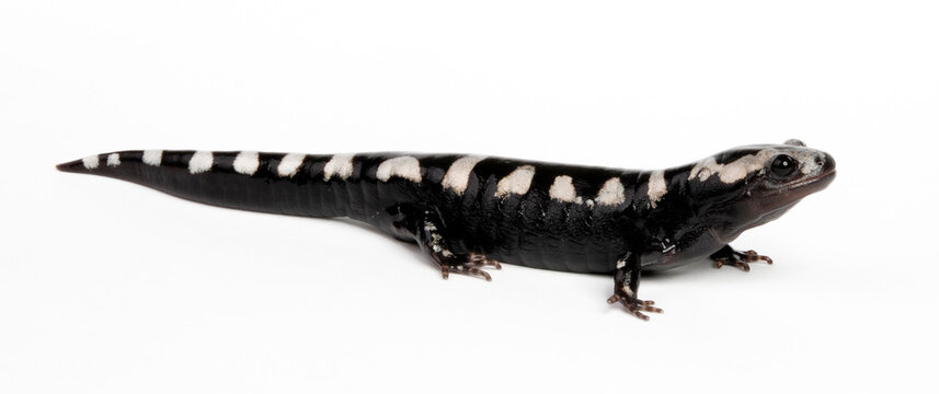 Marbled salamander // Marmor-Querzahnmolch, Marmorsalamander (Ambystoma opacum)