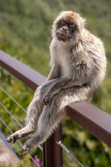 Furry Barbary Macaque Sits on Fence in Gibraltar Nature Reserve. Portrait of Endangered Animal with Expressive Face.