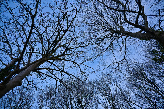 tree branches against blue sky