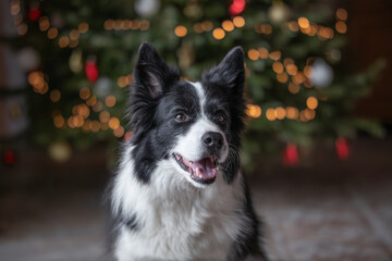 Adorable Portrait of Black and White Border Collie Smiling in front of Christmas Tree. Shallow Depth of Field of Cute Pet Indoors.