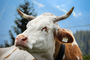 Closeup Alpine Cow Fleckvieh with Horsefly and Horns. Close Up Portrait of Brown and White Domestic Cattle in Europe.