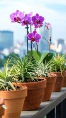 Balcony plants with orchids