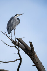 Grey Heron perched on top of a dead tree
