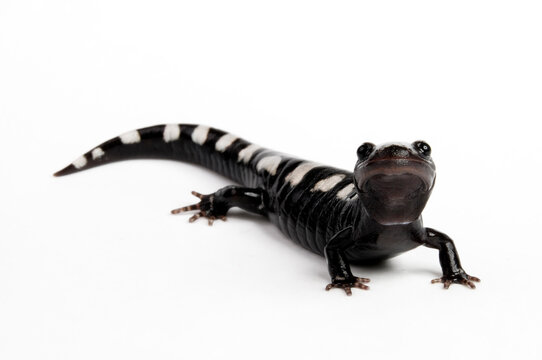 Marmor-Querzahnmolch, Marmorsalamander // Marbled salamander (Ambystoma opacum)