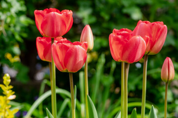 Dark bright red color country Darwin tulips in bloom, bouquet of springtime flowering plants in the ornamental garden