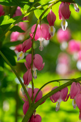 Dicentra spectabilis bleeding heart flowers in hearts shapes in bloom, beautiful Lamprocapnos pink white flowering plant