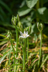 Ornithogalum umbellatum grass lily in bloom, small ornamental and wild white flowering springtime plant