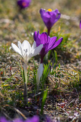 Field of flowering crocus vernus plants, group of bright colorful early spring flowers in bloom