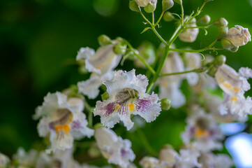 Catalpa bignonioides indian-bean-tree medium sized deciduous ornamental flowering tree, white flowers in bloom on branches