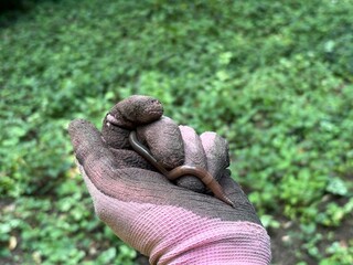 Woman holding a worm out in nature