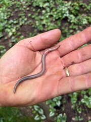 hand of a man holding a worm