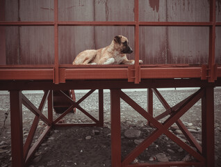 A sad dog lying on a red wooden platform on a pebble beach. Concept of waiting, loyalty, and abandonment.
