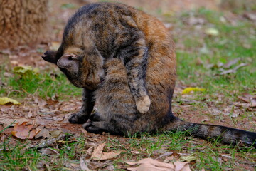 Cute stray cat photo in the park