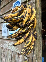 Obraz premium Régime de bananes plantain 